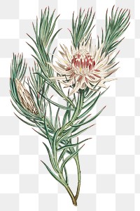 Vintage Protea Mucronifolia (Dagger–Leaf Protea) flower