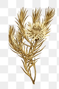 Vintage gold Dagger&ndash;Leaf Protea flower sticker