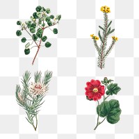 Set of vintage blooming flower illustrations