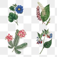 Set of vintage blooming flowers