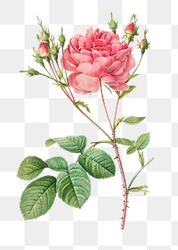 Rosa Centifolia Anglica Rubra transparent png