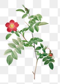 Rosa alpina pendulina transparent png
