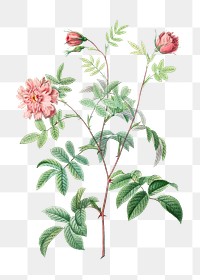 Rosa cinnamomea transparent png