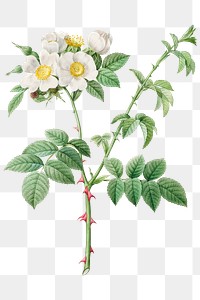 Brier bush rose or dog rose (Rosa Leucantha) transparent png