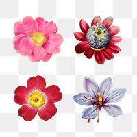 Vintage rose and lily transparent png collection