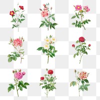 Vintage rose flower transparent png  collection