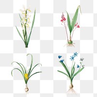 Vintage lily and iris transparent png collection