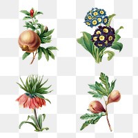 Vintage flower and fruit transparent png set