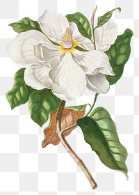 Vintage magnolia design element