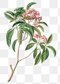 Vintage pink flowering branch design element