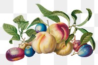 Peaches and plums design element