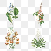 Vintage African corn lily, coral tree, corn lily, and yucca collection design elements