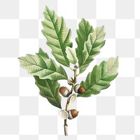 Illustration of Quercus muehlenbergii or Chinkapin Oak transparent png