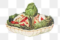 Vintage hand drawn salad dumas design element