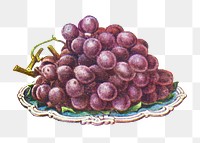 Vintage hand drawn black grapes design element