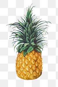 Vintage hand drawn pineapple design element