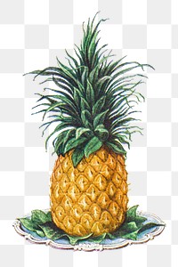 Vintage hand drawn pineapple design element