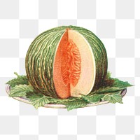 Vintage hand drawn melon design element