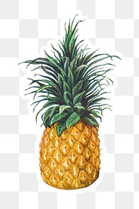Hand drawn pineapple sticker with white border