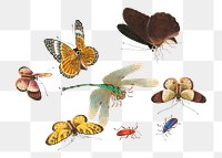 Png butterflies and insects vintage drawing set