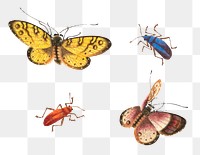 Butterflies and bugs png vintage illustration set