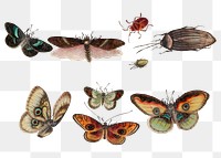 Png butterflies, moth and bugs vintage drawing set