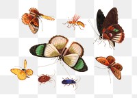 Png butterflies and insects vintage illustration set
