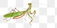 Green praying mantis png vintage illustration