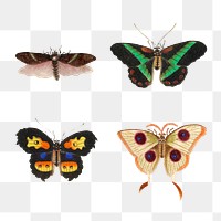 Butterflies, moth and insect vintage png illustration set
