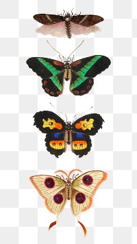 Butterflies, moth and insect vintage drawing collection png