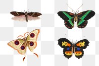 Png butterflies, moth and insect vintage illustration set