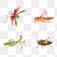 Grasshoppers and bug insect png vintage illustration collection