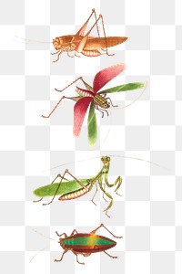 Grasshoppers and bug png vintage illustration set
