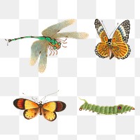 Insect png vintage illustration collection