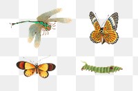 Png butterflies, dragonfly and caterpillar vintage illustration set