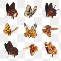 Png Butterfly and moth png vintage drawing collection