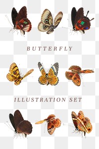 Butterfly and moth png vintage illustration set