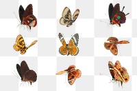 Moth and butterfly insect png vintage drawing collection