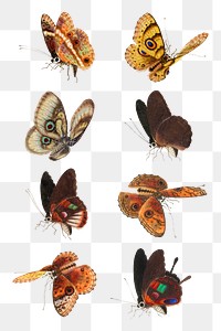 Png moth and butterfly png vintage illustration set