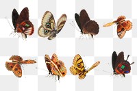 Moth and butterfly vintage drawing collection png