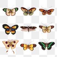 Png butterflies and moths vintage illustration set