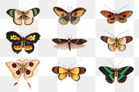 Moths and butterflies png vintage illustration set