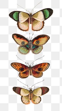 Butterflies and moth png vintage drawing collection
