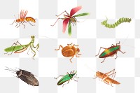 Png insect vintage illustration set