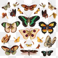 Butterflies and moths png vintage illustration set