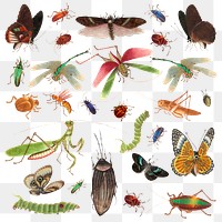 Png butterflies and insects png vintage drawing set