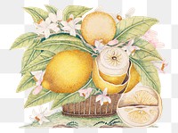 Png lemons and blossoms in a basket, remixed from the 18th-century artworks from the Smithsonian archive.