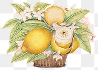 Png lemons and blossoms in a basket, remixed from the 18th-century artworks from the Smithsonian archive.