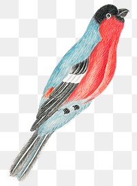 Red and blue bird png, remixed from the 18th-century artworks from the Smithsonian archive.