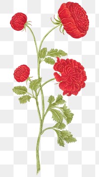 Red roses png, remixed from the 18th-century artworks from the Smithsonian archive.